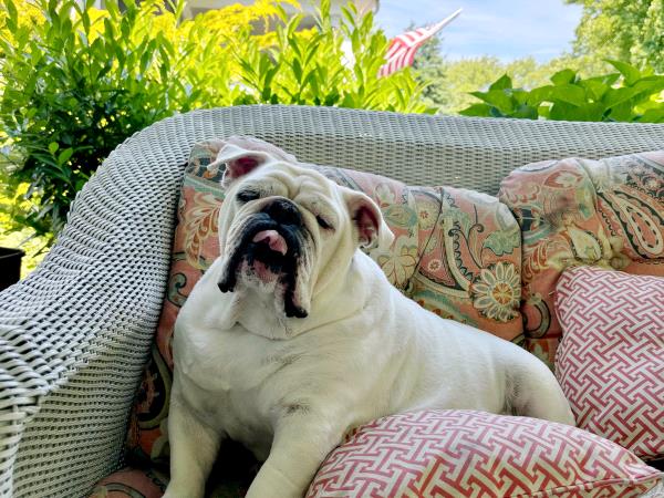 /Images/uploads/Long Island Bulldog Rescue/LIBR-2025-Calendar/entries/33602.jpg